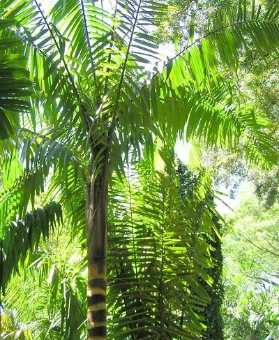 Amargo Palm