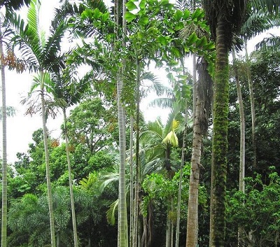 Ponapea Species, Palm