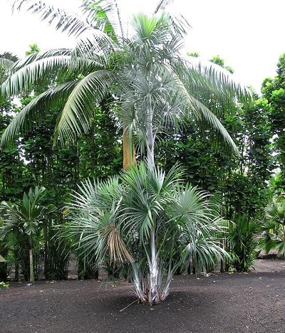Moretillo Palm, Buritirana