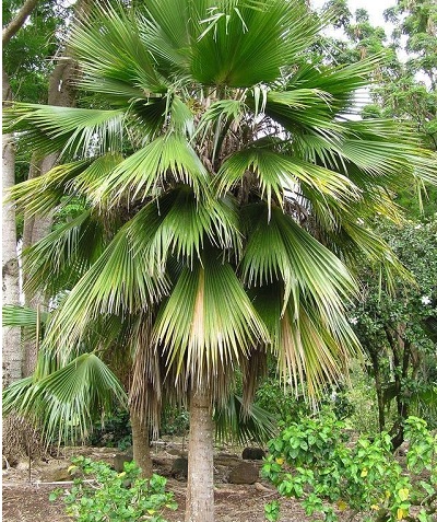 Pritchardia Species, Beccaris Loulu, Hawaiian Fan Palm, Kilauea Pritchardia