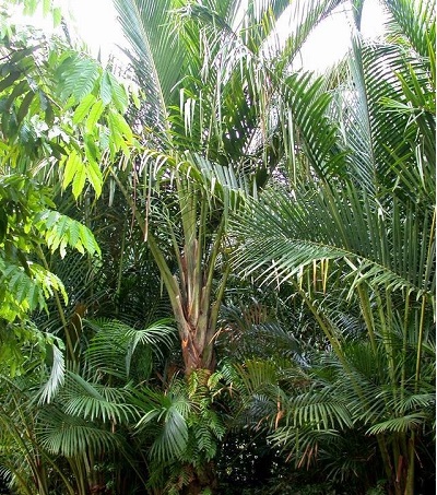 Metroxylon Species, True Sago Palm