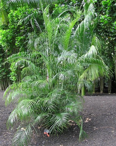 Raosy Palm