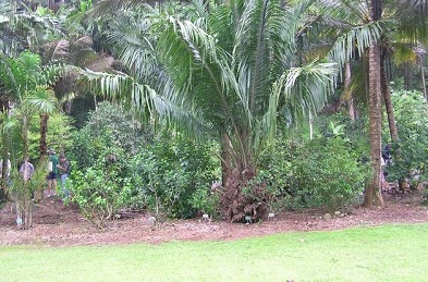 American Oil Palm