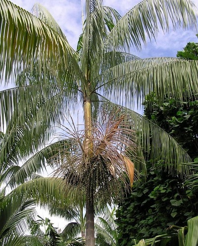 Euterpe, Huassai, Mountain Cabbage Palm Yellow Stripe
