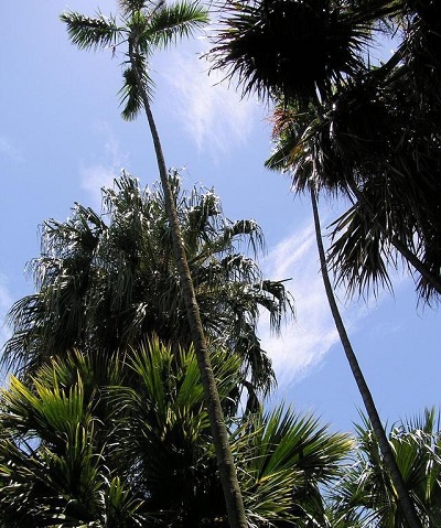 Gaussia Species, Llume Palm