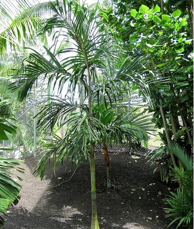 Hydriastele Species, Palm