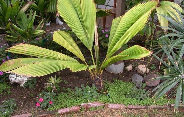 Johannesteijsmannia Species, Silver Joey Palm