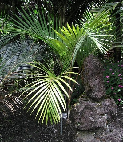 Kentiopsis Species, Mackea Champagne Palm