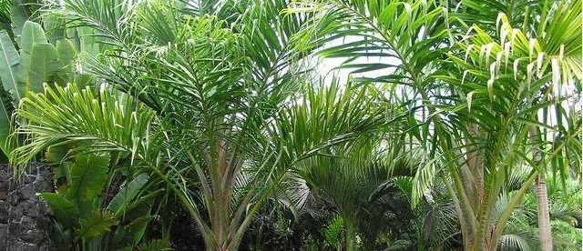 Metroxylon Species, Songo Palm, Fiji Sago Palm