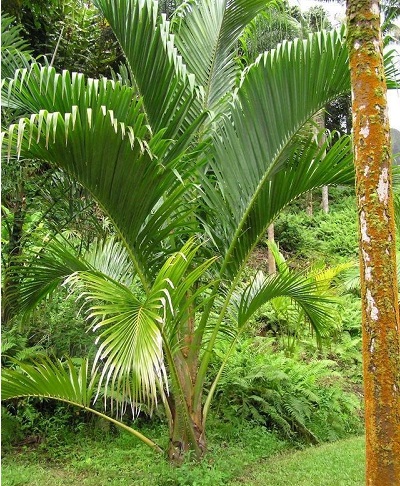Metroxylon Species, Natangura Palm, Vanuatu Sago Palm