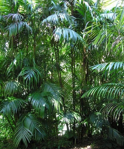 Nenga Species, Clustering Palm
