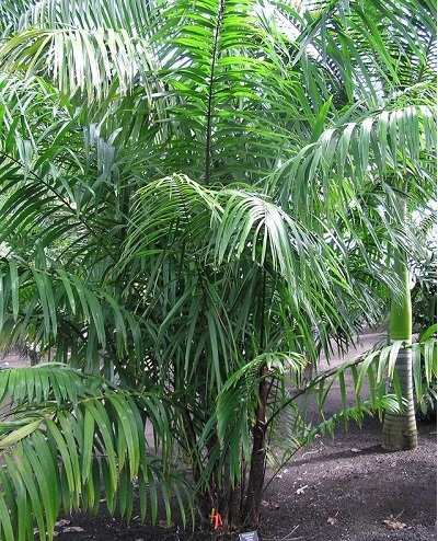 Mapora Palm, Don Pedrito‘s Palm
