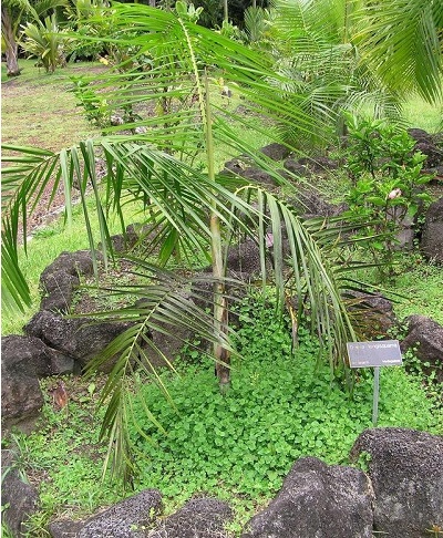 Orania Species, Sindro Palm