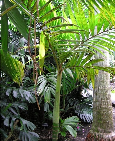 Physokentia Species, Palm