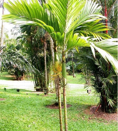 Areca Species, Palm