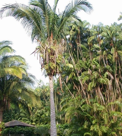 Cunambo Ruya