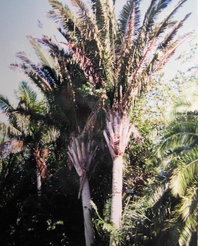 American Oil Palm, Motacu, Motacuchi
