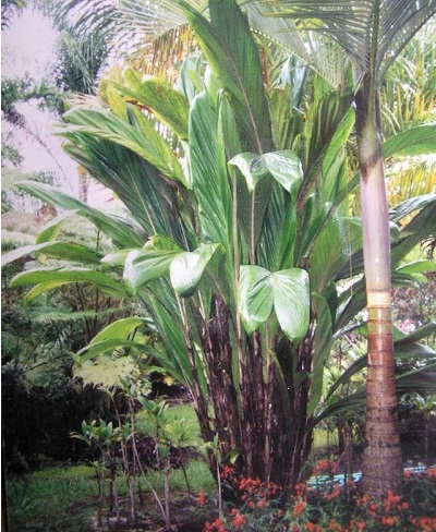 Bactris