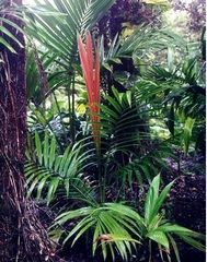 Calyptrocalyx Species, Flame Palm, Giagiau Palm, Peliah Palm