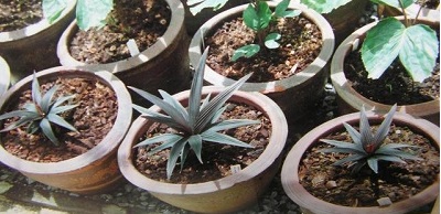Calyptrocalyx, Palm Kainlas