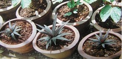 Calyptrocalyx, Palm 'Kainlas'
