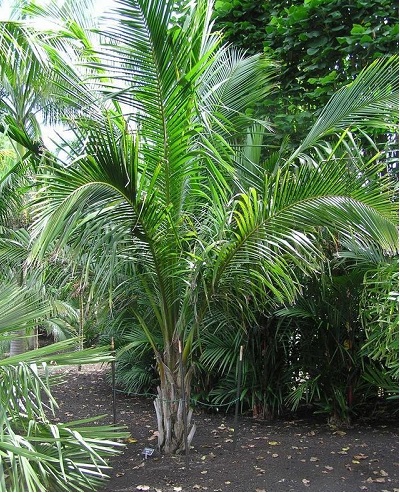 Calyptronoma, Confite, Manaca