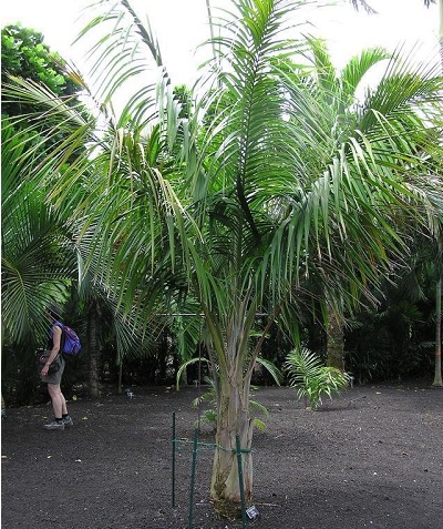 Calyptronoma Species, Coquito, Manaca, Palma Manaca