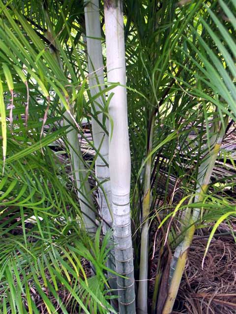 Dypsis White Stem