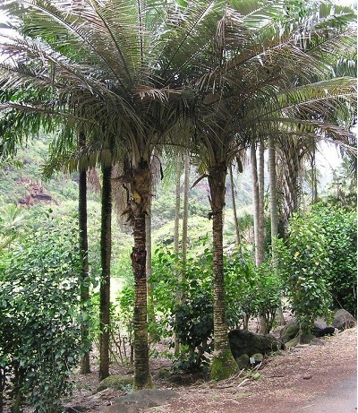 Allagoptera Species, Buri Palm