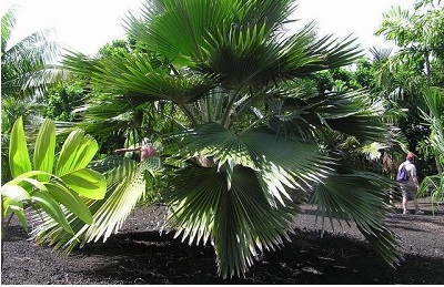 Pritchardia Species, Mt. Eke Pritchardia, Palm