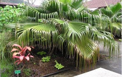 Pritchardia Species, Nihoa Fan Palm, Nihoa Pritchardia