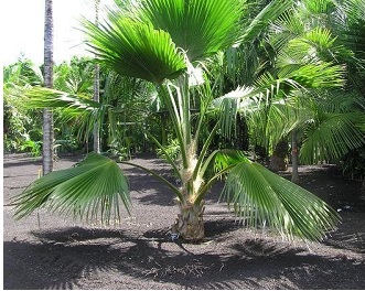 Pritchardia Species, Palm