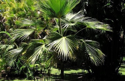 Pritchardia Species, Lowrey’s Loulu, Molokai Pritchardia, Palm