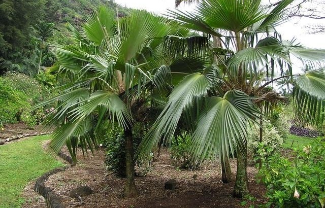 Pritchardia Species, Alakai Swamp Pritchardia, Loulu Palm