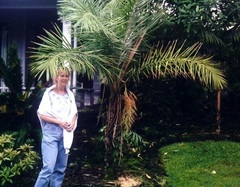 Ceroxylon Species, Dwarf Wax Palm