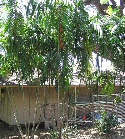 Ptychosperma Species, Bamboo Palm