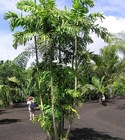 Ptychosperma Species, New Guinea Cluster Palm