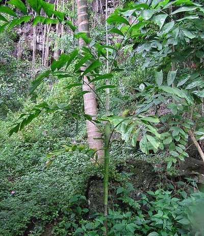 Ptychosperma Species, Solitary Pinnate Palm