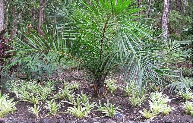 Raphia Species, Yolillo Palm