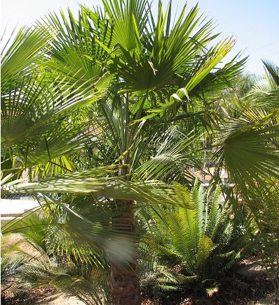 Trachycarpus Species, Thai Mountain Fan Palm, Thai Mountain Palm