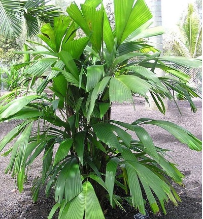 Giant Window Pane Palm