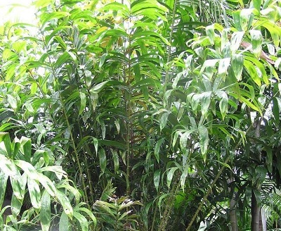 Rakum Palm, Edible-fruited Salak Palm, Edible-fruited Rakum Palm
