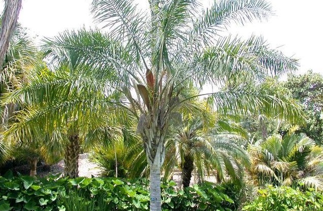 Syagrus Species, Licuri Palm, Ouricury Palm