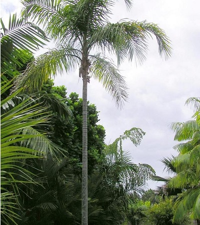 Syagrus Species, Green Coconut Palm, Piririma Coconut