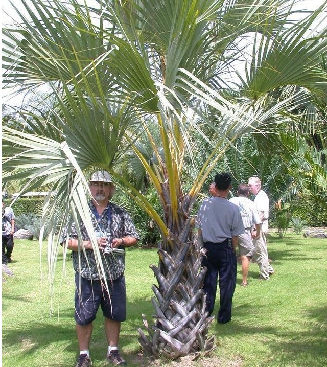 Medemia Palm, Argun Palm, Nubian Desert Palm