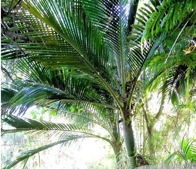 Norfolk Island Palm