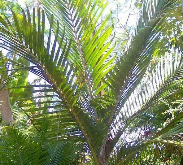 Mt. Koghi Palm