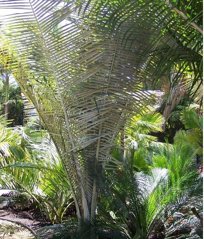 Ceroxylon Species, Andean Wax Palm, Holy Palm
