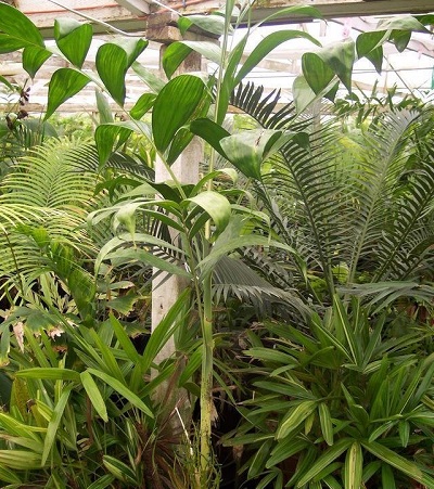 Chamaedorea, Xate Macho, Tepejilote, Pacayita