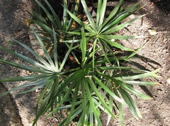 Brahea Species, Dwarf Rock Palm, Spearmint Rock Palm